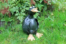 Vögel Bild 10